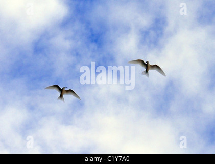 Due angeli Tern vola contro lo sfondo di nuvole. White Tern uccello o Holy Ghost bird (Gygis alba) Denis Island, Seicelle Foto Stock