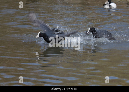 Folaghe in combattimento Foto Stock