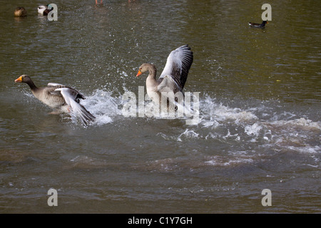 Oche graylag mostrando aggressività nella stagione di accoppiamento Foto Stock