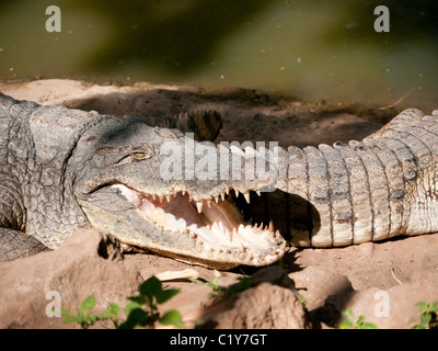 I coccodrilli nel lago nella fattoria di coccodrilli in Banjul (Gambia, Africa occidentale Foto Stock