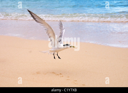 Maggiore crested tern sulla spiaggia. crested tern o swift tern (Thalasseus bergii) decolla da una spiaggia di sabbia, Denis Island Foto Stock