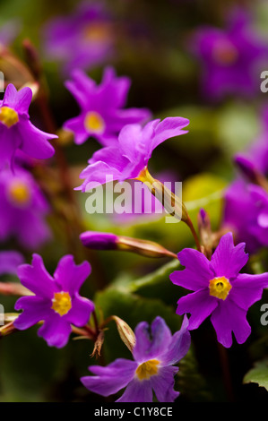 Primula 'John Fielding' in fiore nel Marzo Foto Stock