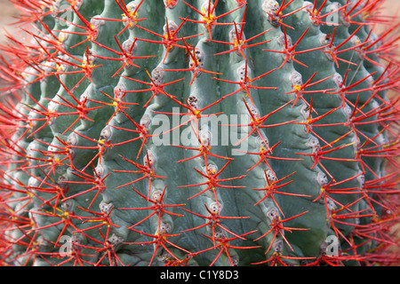 Cactus blu con ago rosso nel parco di Nong Nuch Foto Stock