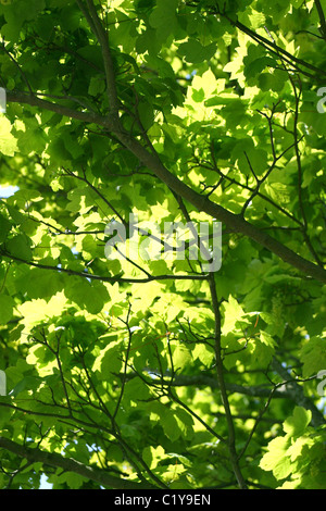 Estate Foglie sugli alberi che forniscono ombra nei boschi.UK Foto Stock