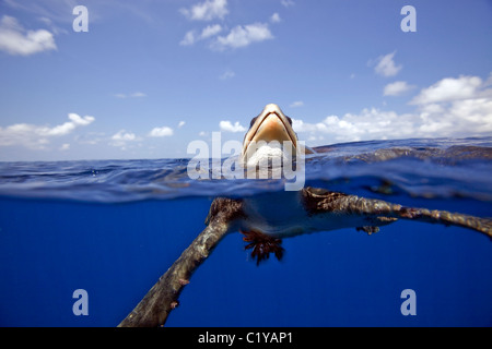 Un gruppo acqua vista di un raro Ridley Sea Turtle al Cocos Island al largo della Costa Rica. Foto Stock