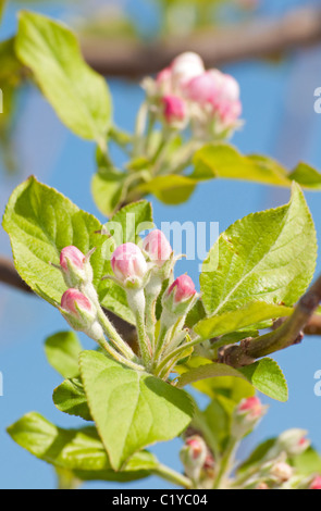 Delicato gemme di Apple sta per aprire in primavera Foto Stock