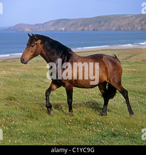 Inglese cavallo purosangue - camminando sul prato Foto Stock