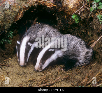 Due giovani comunità badgers in den / Meles meles Foto Stock