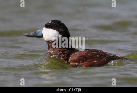 Ruddy duck Palo Alto Baylands Park Calfornia Foto Stock