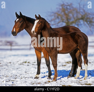 Holstein cavallo - il mare e il puledro in snow Foto Stock