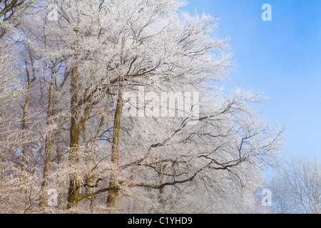 Trasformata per forte gradiente il gelo e la nebbia in inverno sul faggi sulla collina Scottsquar in Cotswolds in corrispondenza del bordo, Gloucestershire, England, Regno Unito Foto Stock