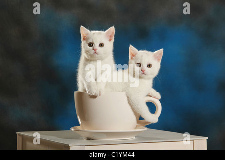 British Shorthair cat - due gattini in coppa Foto Stock
