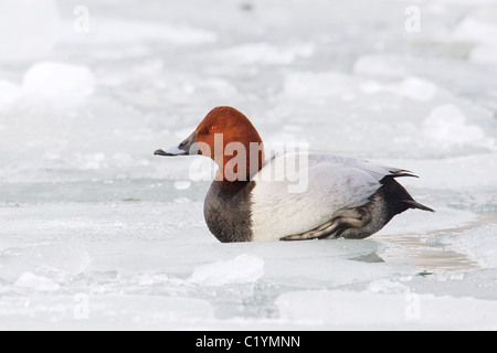 Pochard comune su ghiaccio / Aythya ferina Foto Stock