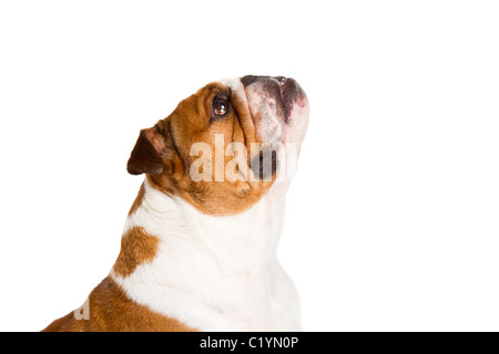 British Bulldog cut-out studio shot Foto Stock