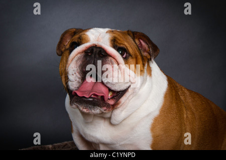 British Bulldog studio shot Foto Stock