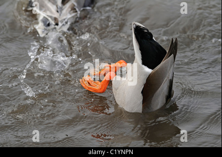 Maschio adulto Mallard duck alimenti il lago di letto in acqua poco profonda Foto Stock