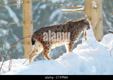 Lince euroasiatica nella neve / Lynx lynx Foto Stock