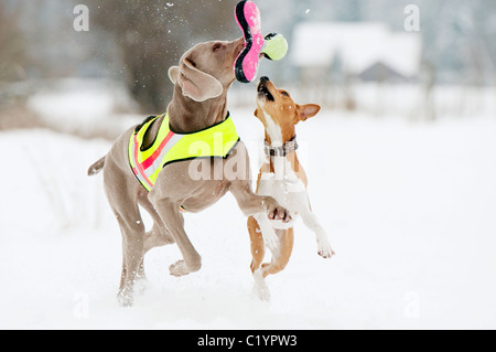 Weimaraner cane e Basenji cane - giocare nella neve Foto Stock