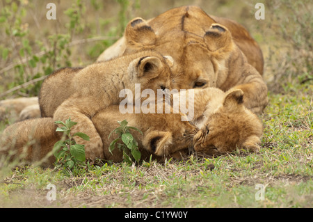 Foto di stock di lion cubs suonando mentre i loro orologi mom strettamente. Foto Stock