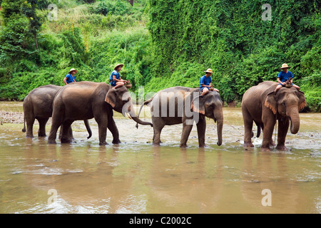 Una linea di elefanti wades attraverso il Fiume Ping a Chiang Dao Centro Addestramento Elefanti. Chiang Dao, Chiang Mai, Thailandia Foto Stock