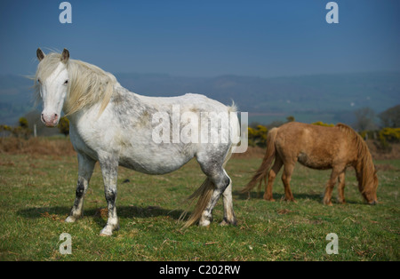 Due Dartmoor pony, uno bianco e marrone di un puledro raffigurata sul moor vicino a Chagford, Devon. Foto Stock