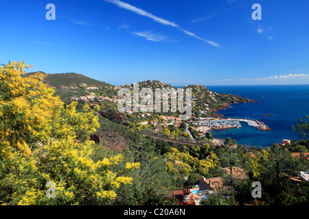 Panoramica di Le Trayas vicino a Cannes nell'Esterel con mimosa sbocciare fiori in inverno Foto Stock