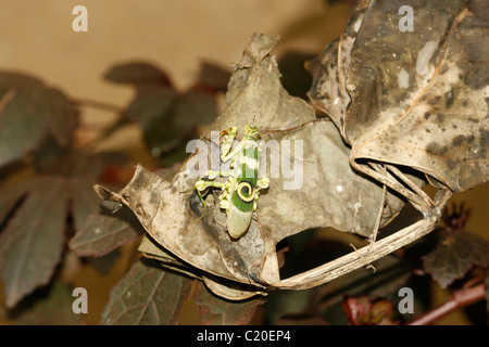 Una mantide religiosa (Fiore spinoso Mantis, Pseudocreobotra wahlbergii) Foto Stock