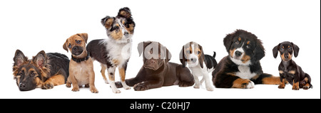 Gruppo di cucciolo cani in una riga Foto Stock