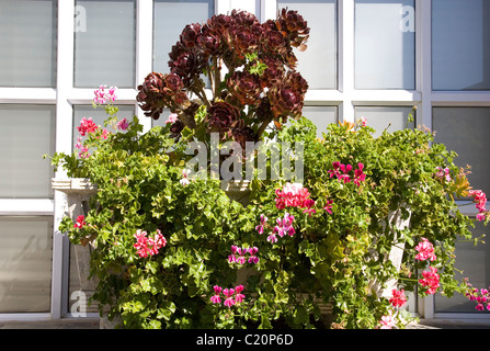 Aeonium arboreum e pelargonium in piantatrice Foto Stock