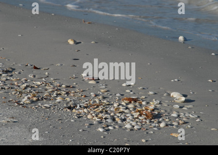 Sabbia, ciottoli e conchiglie sulla spiaggia di St Pete, Florida, USA.< Foto Stock