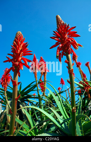 Aloe arborescens, succulenti, impianti, flora, cactaceae, FLORA, CACTACEAE, Spagna, botanici, facsimile, botanica, Foto Stock