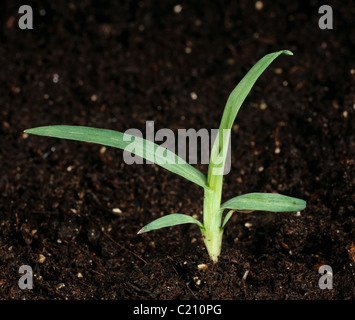 Erba poligonale a pipa Eleusine indica la piantina di erba infestante Foto Stock