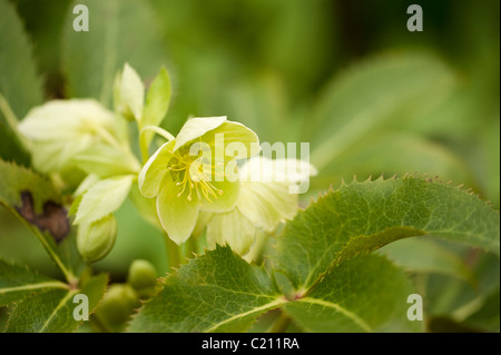 Helleborus argutifolius ibrido, l'Elleboro Corsica, in fiore nel Marzo Foto Stock