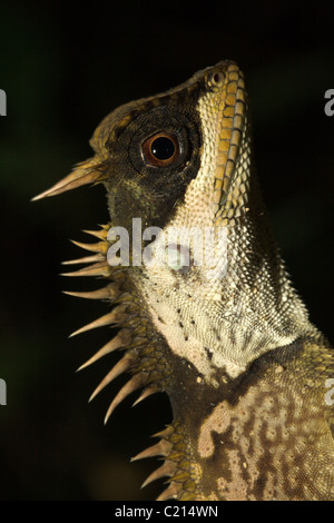 Mountain cornuto drago, Acanthosaura crucigera, Khao Sok National Park, Thailandia Foto Stock