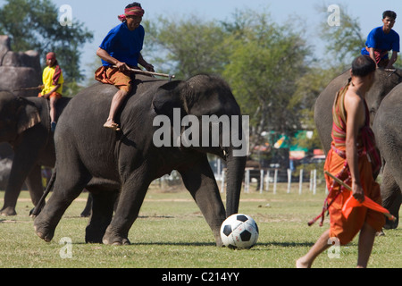 Il calcio di elefante in Surin's Srinarong Stadium durante l'Elefante annuale Festival Roundup. Surin, provincia di Surin, Thailandia Foto Stock