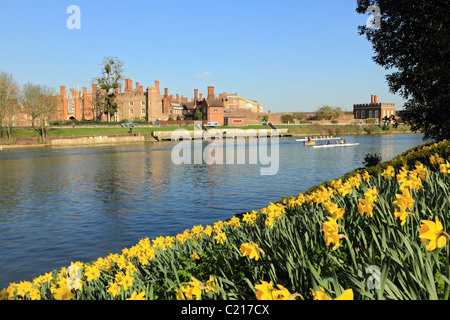 Giunchiglie crescono sulle rive del fiume Tamigi di fronte a Hampton Court Palace, Surrey England Regno Unito. Foto Stock