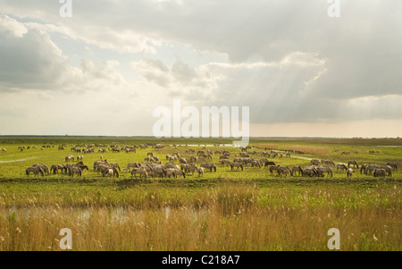 Cavalli Konik (Equus caballus). Oostvaardersplassen, Paesi Bassi. Foto Stock