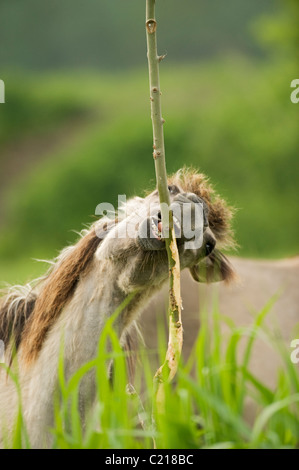 Cavalli Konik (Equus caballus). Oostvaardersplassen, Paesi Bassi. Foto Stock