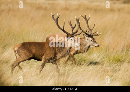 Il cervo (Cervus elephus) stag ruggito nel bosco, Richmond Park, London, Regno Unito Foto Stock