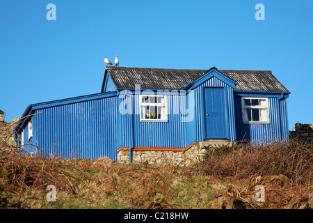 La vecchia scuola cottage, noto come tappo blu su Lundy Island, Devon con due gabbiani in piedi sul tetto e un mazzetto di daffodils giallo nella finestra, Marzo Foto Stock