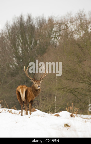Il cervo (Cervus elephus) cervo a neve, Richmond Park, London, Regno Unito Foto Stock