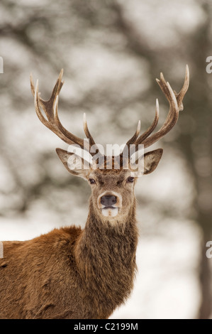 Il cervo (Cervus elephus) cervo a neve, Richmond Park, London, Regno Unito Foto Stock