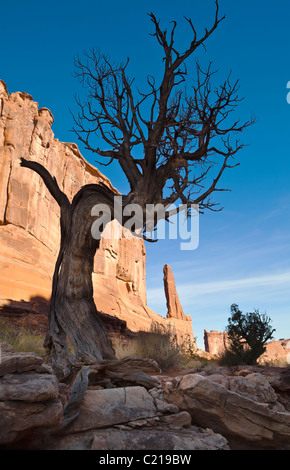 Un vecchio morti ginestra lungo "Broadway" nel Parco Nazionale di Arches, Utah, Stati Uniti d'America. Foto Stock