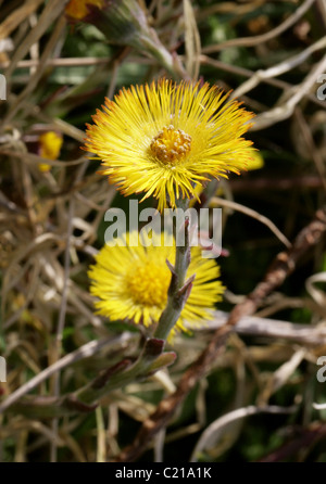 Coltsfoot, Tussilago farfara, Asteraceae Foto Stock