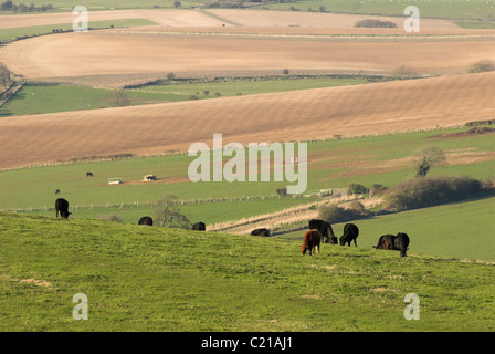 Il pascolo di bestiame nel South Downs National Park vicino a Cissbury Ring nel West Sussex. Foto Stock