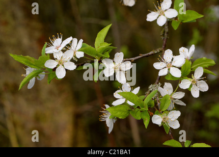 Ciliegio selvatico, ciliegio dolce, fisarmonica Gean o Mazzard, Prunus avium, rosacee. Foto Stock