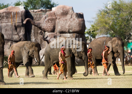 Un branco di elefanti e loro Suai mahouts durante l'elefante di Surin Roundup festival. Surin, Surin, Thailandia Foto Stock