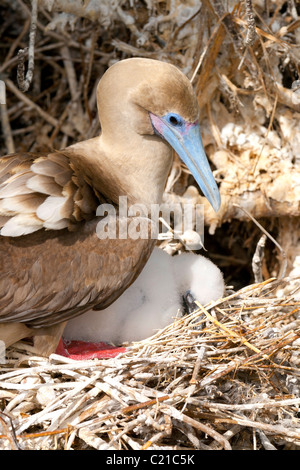 Rosso-footed booby con ceci su Genovesa (Torre) isola nelle Galapagos, Ecuador Foto Stock