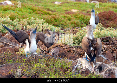 2 maschio blu-footed boobies dancing per una femmina di uccello in isole Galapagos Foto Stock