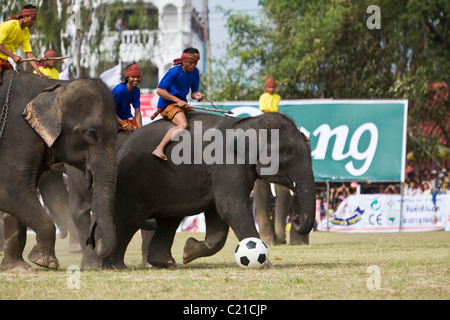 Il calcio di elefante durante l'elefante di Surin Roundup festival. Surin, Surin, Thailandia Foto Stock